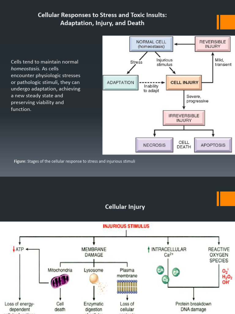 Cell Death Mechanisms | PDF