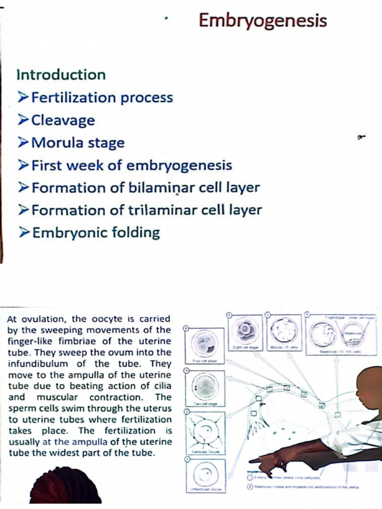 Embryo Genesis | PDF