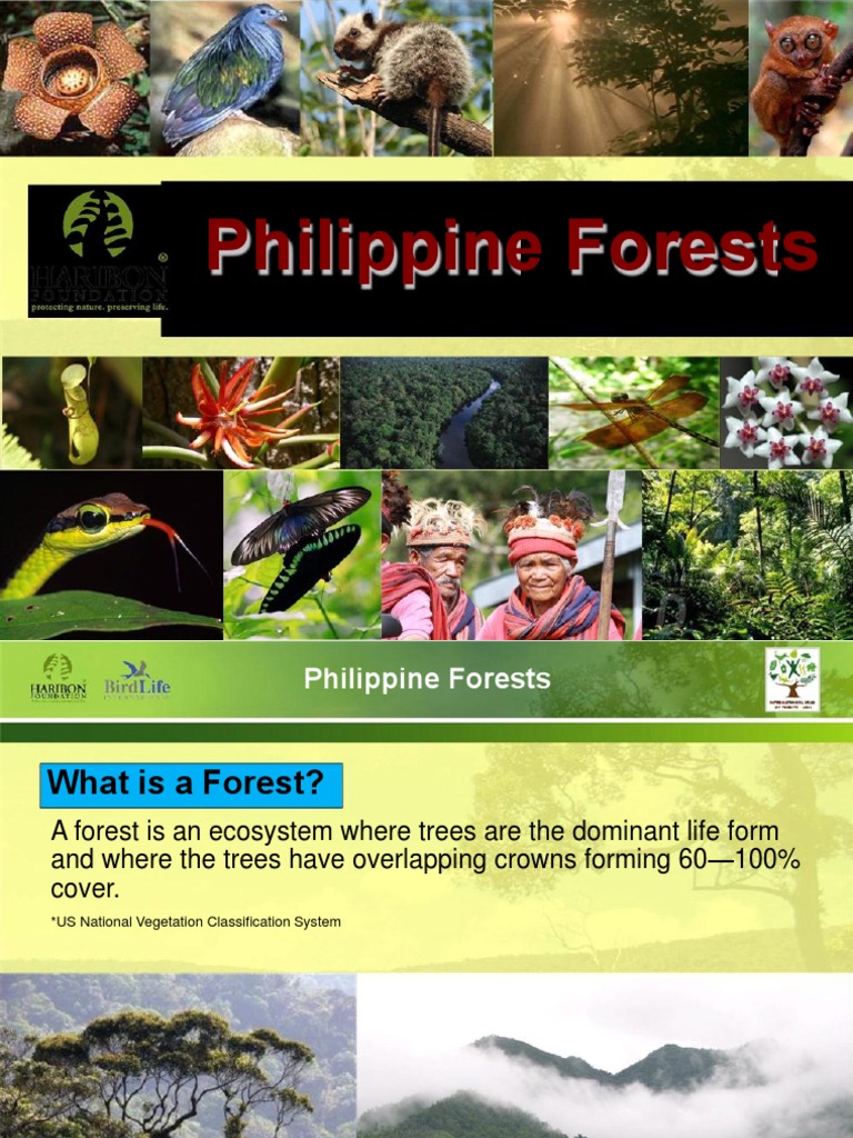Overview of Philippine Forest Types | PDF | Forests | Trees