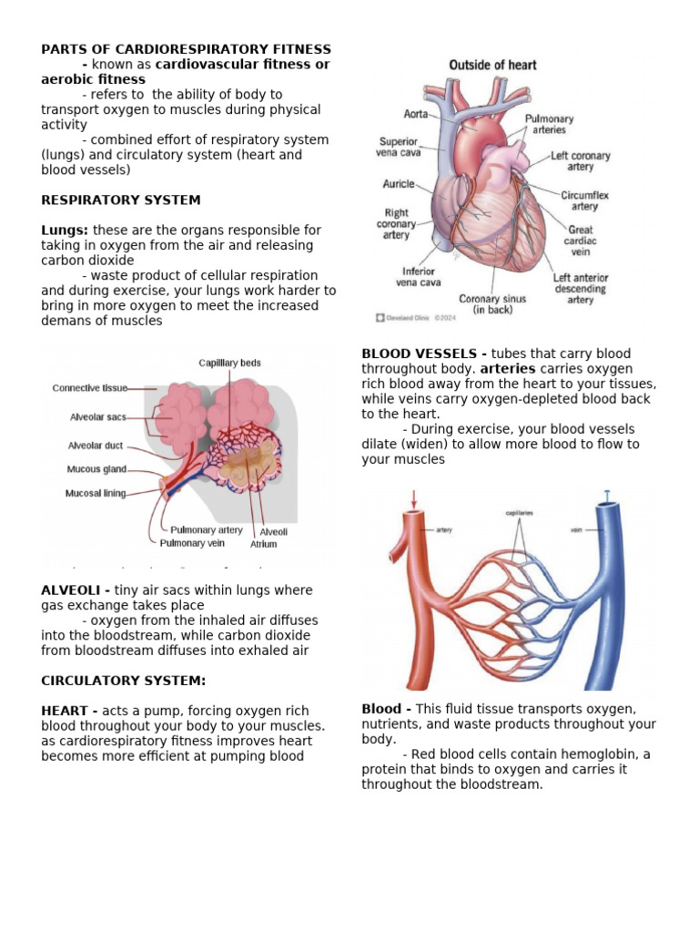 Parts of Cardiorespiratory Fitness | PDF