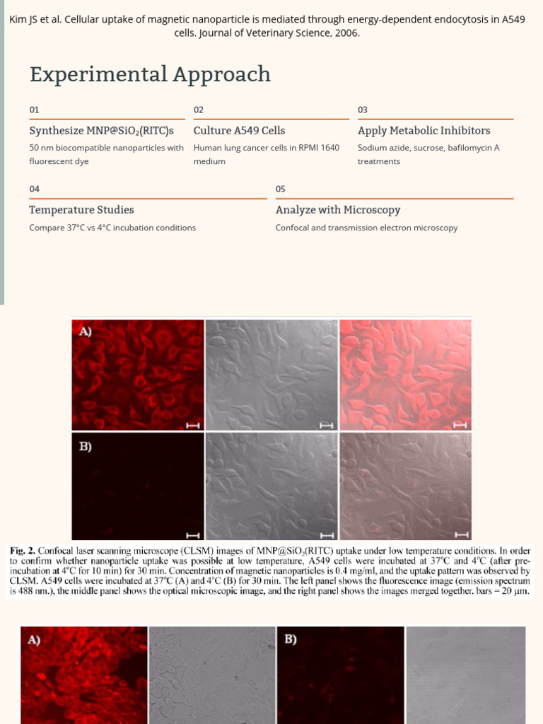 Cellular Uptake of Magnetic Nanoparticles | PDF
