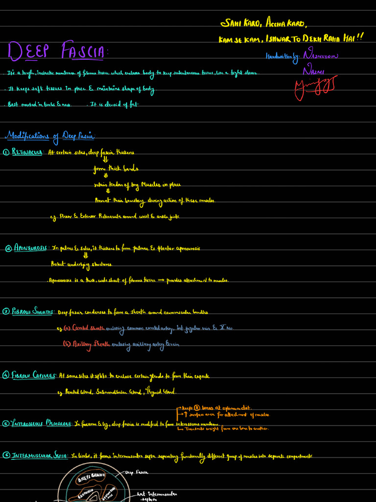 General Anatomy Notes | PDF