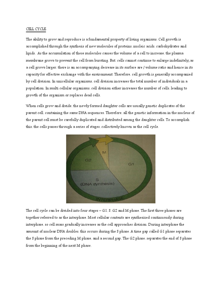 Cell Cycle | PDF