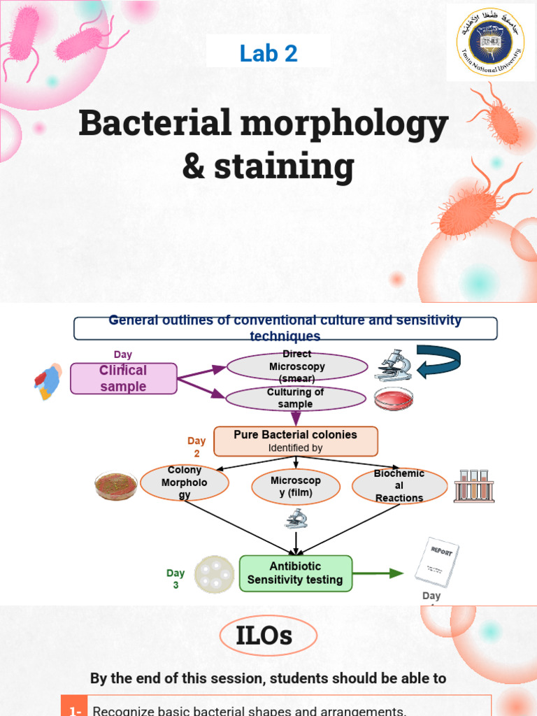 Lab 4 Bacterial Morphology 2 and Stainning | PDF