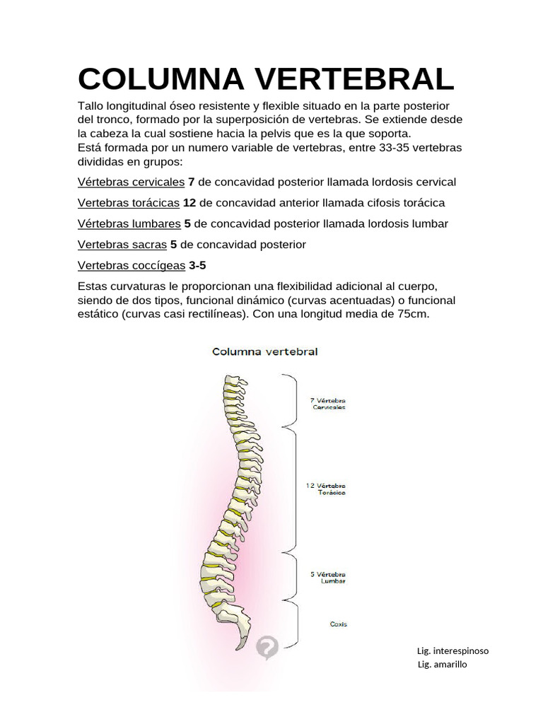 Columna | PDF