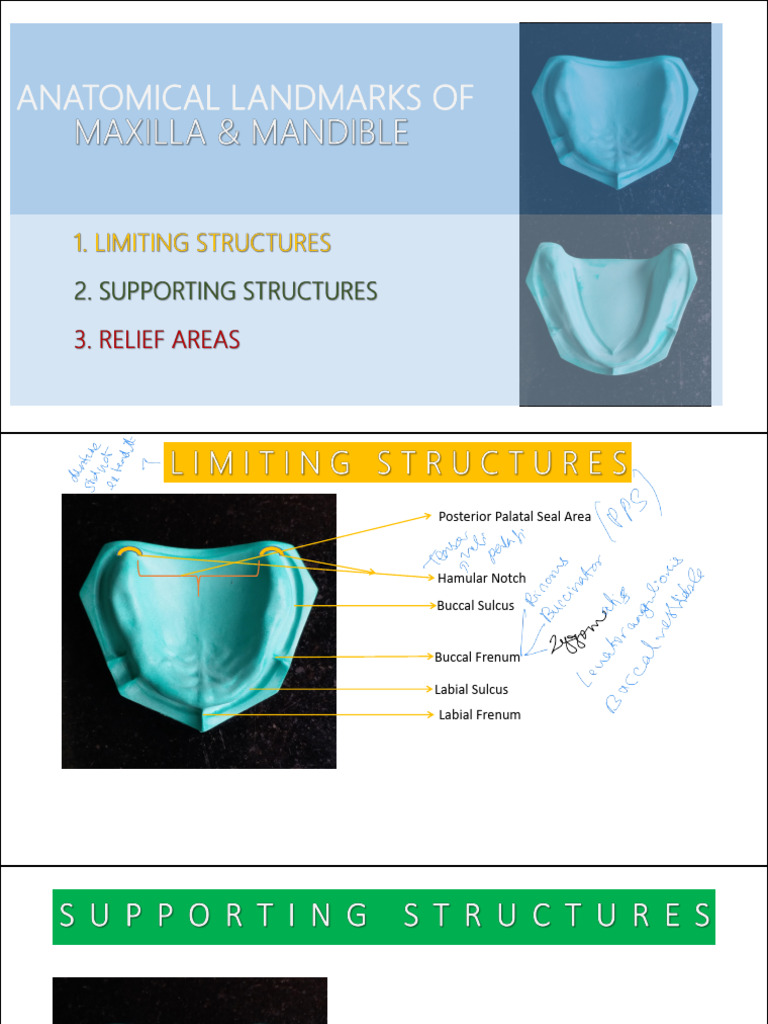 Anatomical Landmarks | PDF