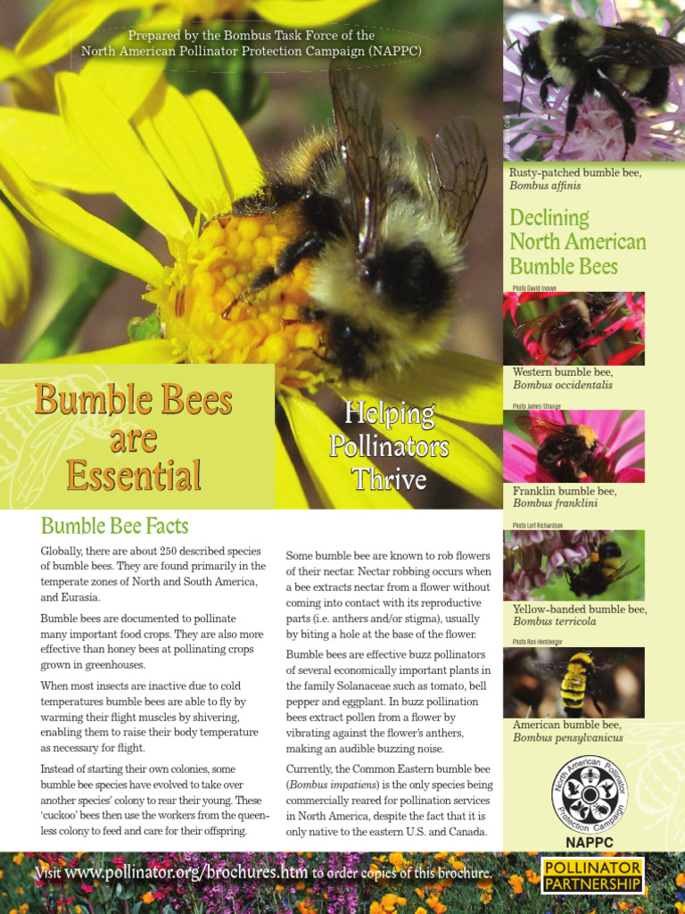 NAPPC BumbleBee Brochure PDF | PDF