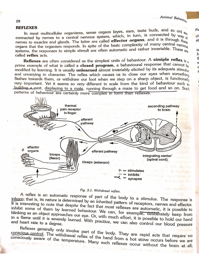 Reflex | PDF