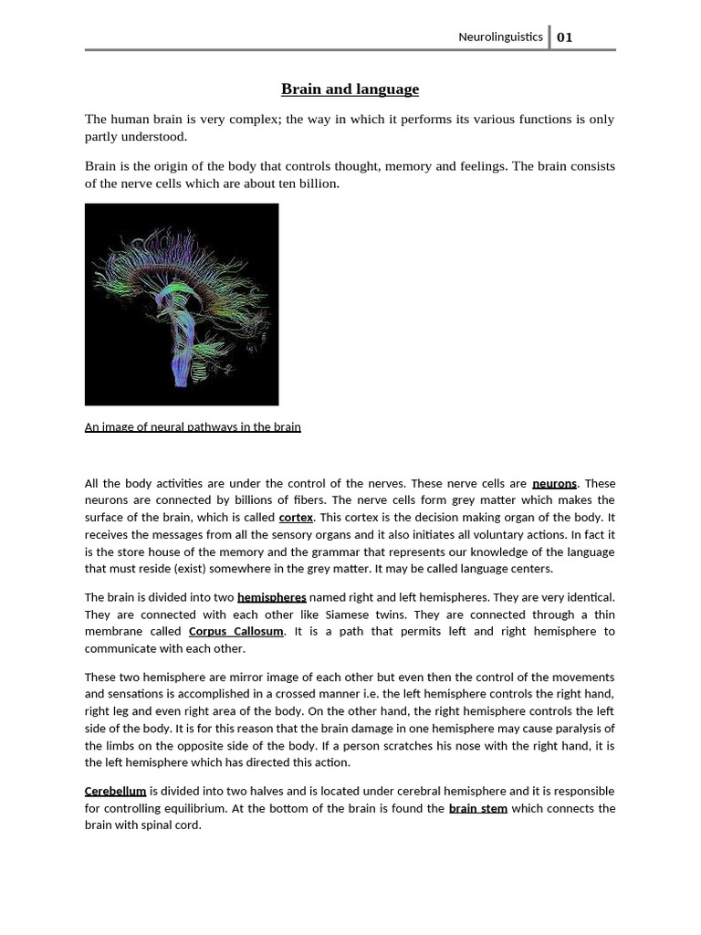 Brain and Language | PDF