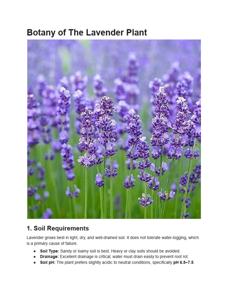 Botany of The Lavender Plant | PDF