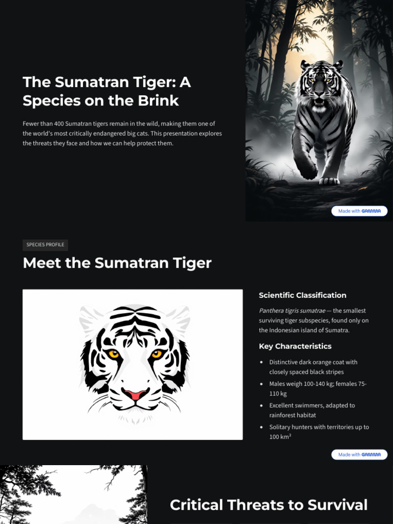 The Sumatran Tiger A Species On The Brink | PDF | Tiger | Endangered ...