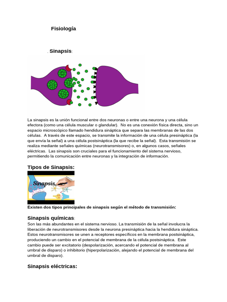 Tarea Sobre La Sinapsis | PDF | Sinapsis | Neurotransmisor
