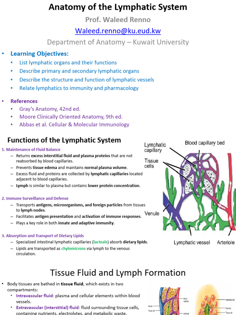 1 - Anatomy of The Lymphatic System Student Version | PDF | Lymphatic ...