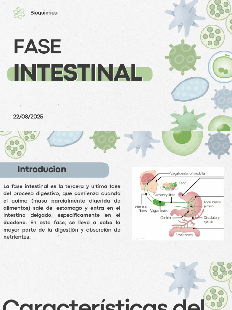Expo Bioca II-Fase Intestinal | PDF