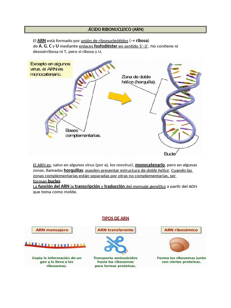 Ácido Ribonucleico (Arn) ARN Ribosa A G C U Fosfodiéster: Reovirus ...