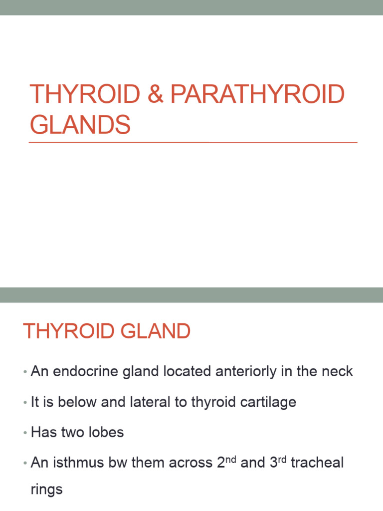 Thyroid & Parathyroid Glands | PDF