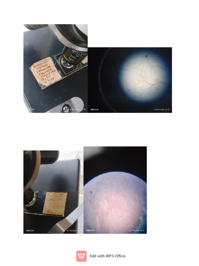 Biology Practical Microscope Photos | PDF