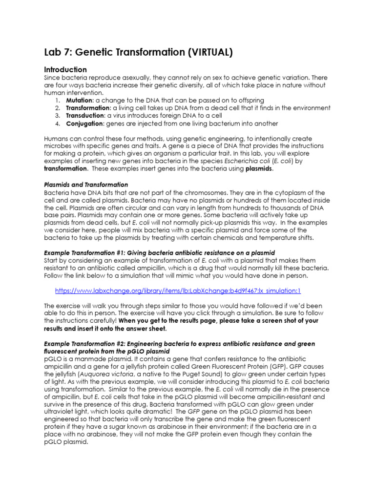 Lab+7 +Genetic+Transformation+ (Virtual) | PDF | Plasmid | Genetics