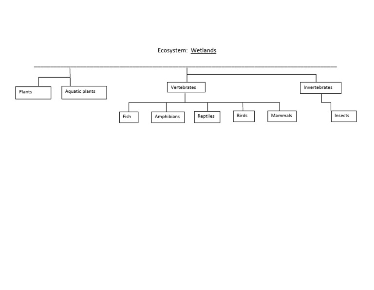 Activity 1 Ecosystem Sort Model | PDF
