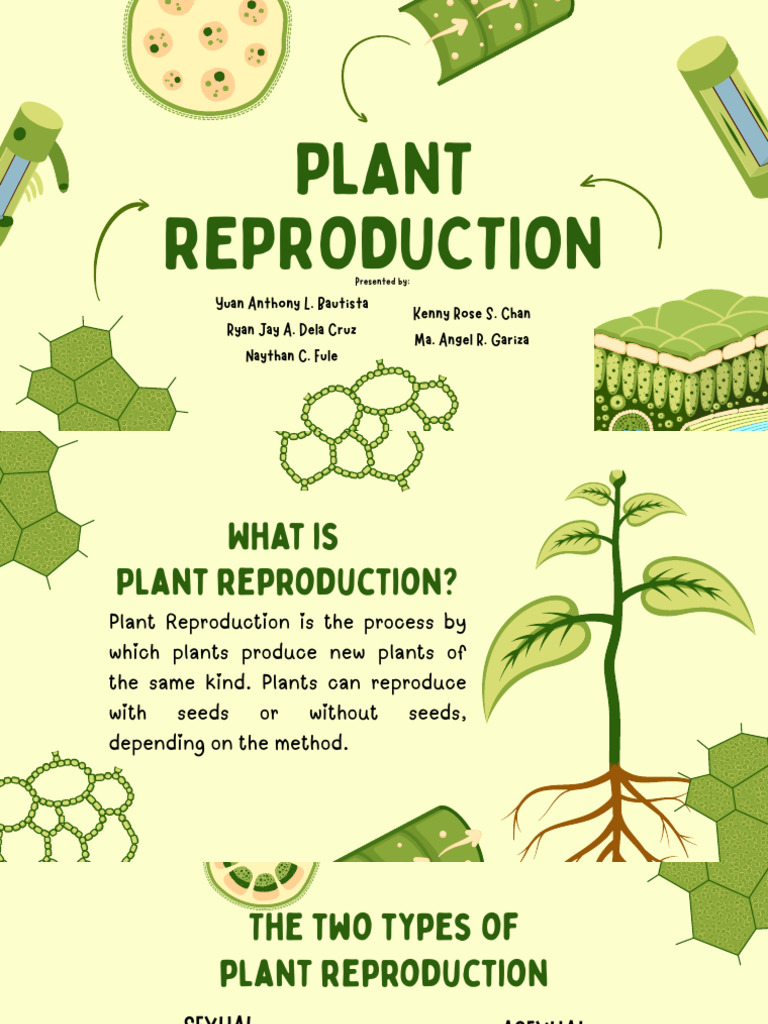Plant Reproduction Group 1 | PDF