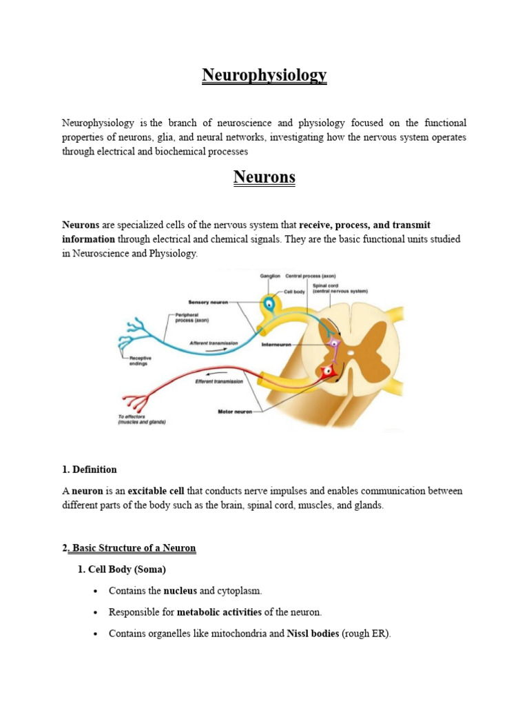 Neurophysiology | PDF