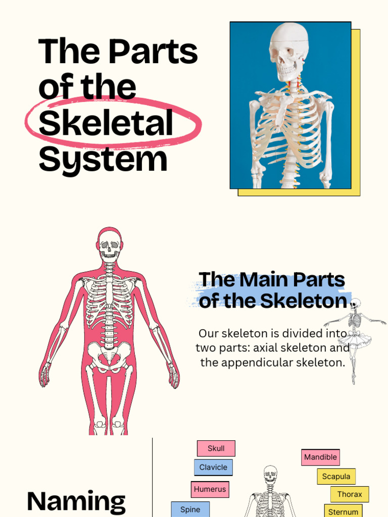 The Skeletal System | PDF