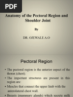 Chest Muscles Anatomy Chart | PDF