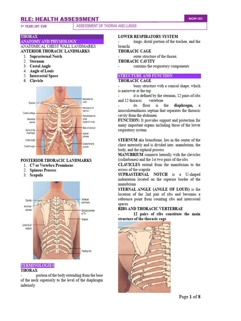 Rle - Assessment of Thorax and Lungs | PDF