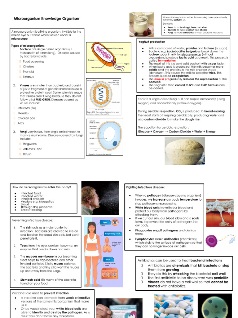 Microorganism Knowledge Organiser | PDF