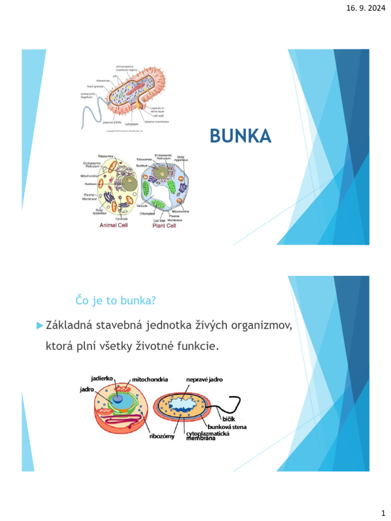 Bunka-Bunkova Teoria + Chemicke Zlozenie Bunky 2024 KVINTA | PDF
