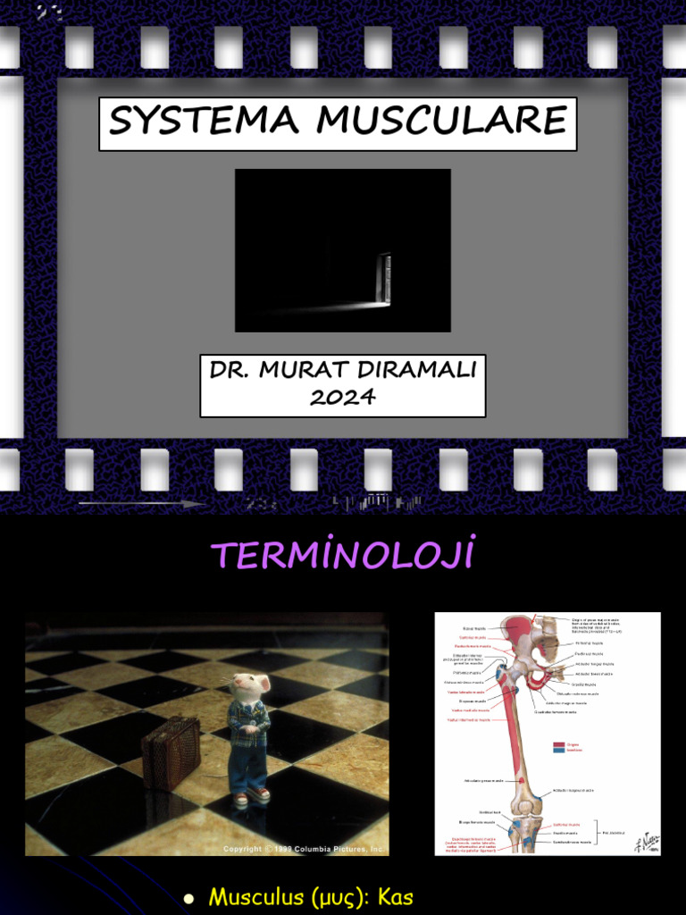 Systema Musculare 24 25 M 2 | PDF
