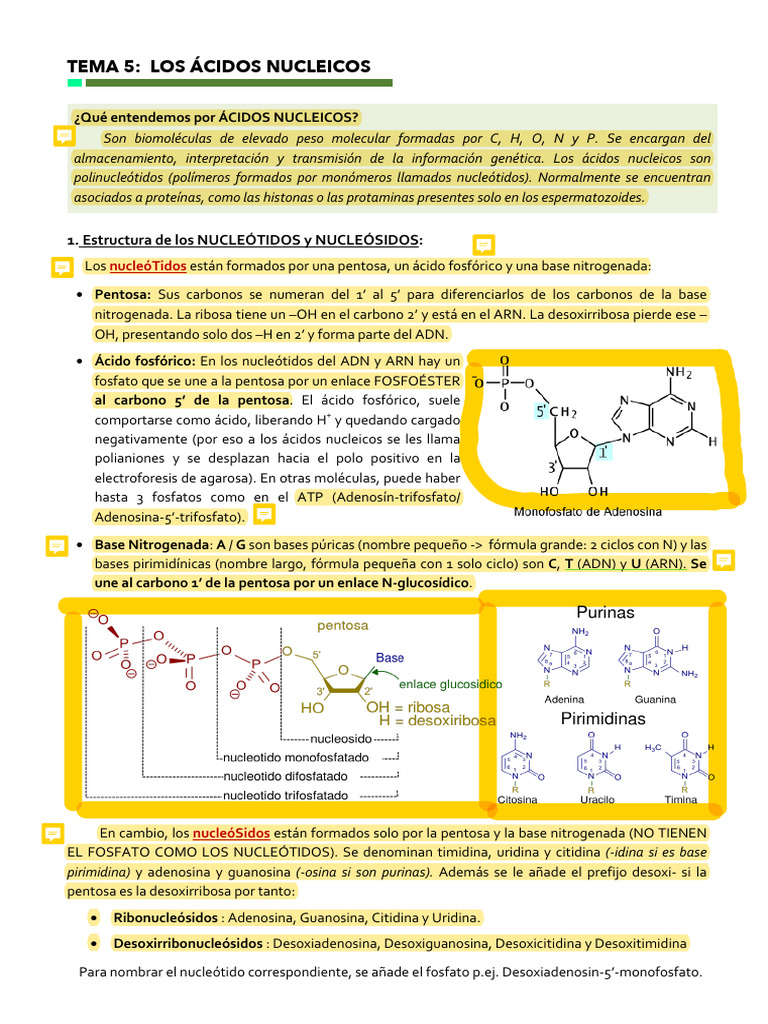 Tema 5 (Ácidos Nucleicos) | PDF | Rna | Messenger Rna