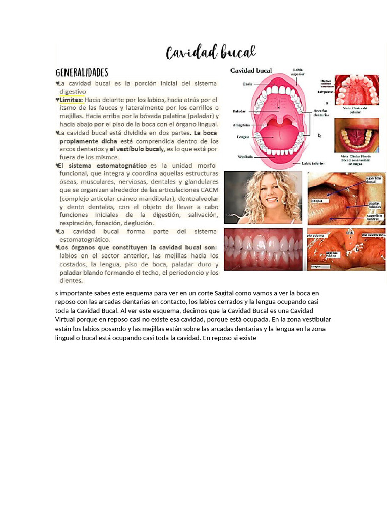 s Importante Sabes Este Esquema Para Ver en Un Corte Sagital Como Vamos ...
