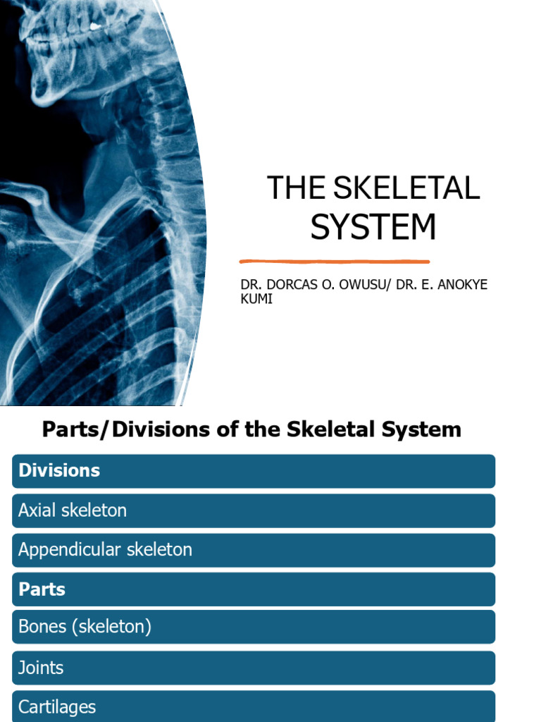 Skeletal System BIOL 253 KNUST 3 | PDF | Bone | Osteoblast