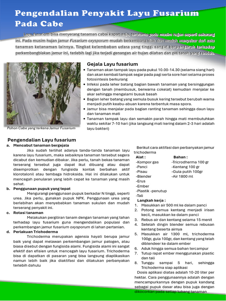 Layu Fusarium Bisa Menyerang Tanaman Cabai Kapan Saj1 | PDF