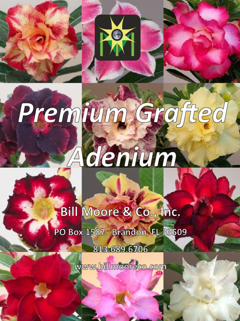 v887 Premium Grafted Adenium | PDF | Grafting | Organisms