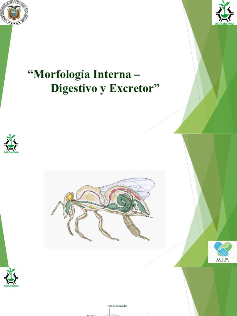 1.6 Entomologia - Sist. Digestivo y Excretor | PDF