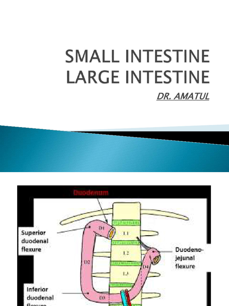 Small and Large Intestine | PDF | Large Intestine | Gastrointestinal Tract