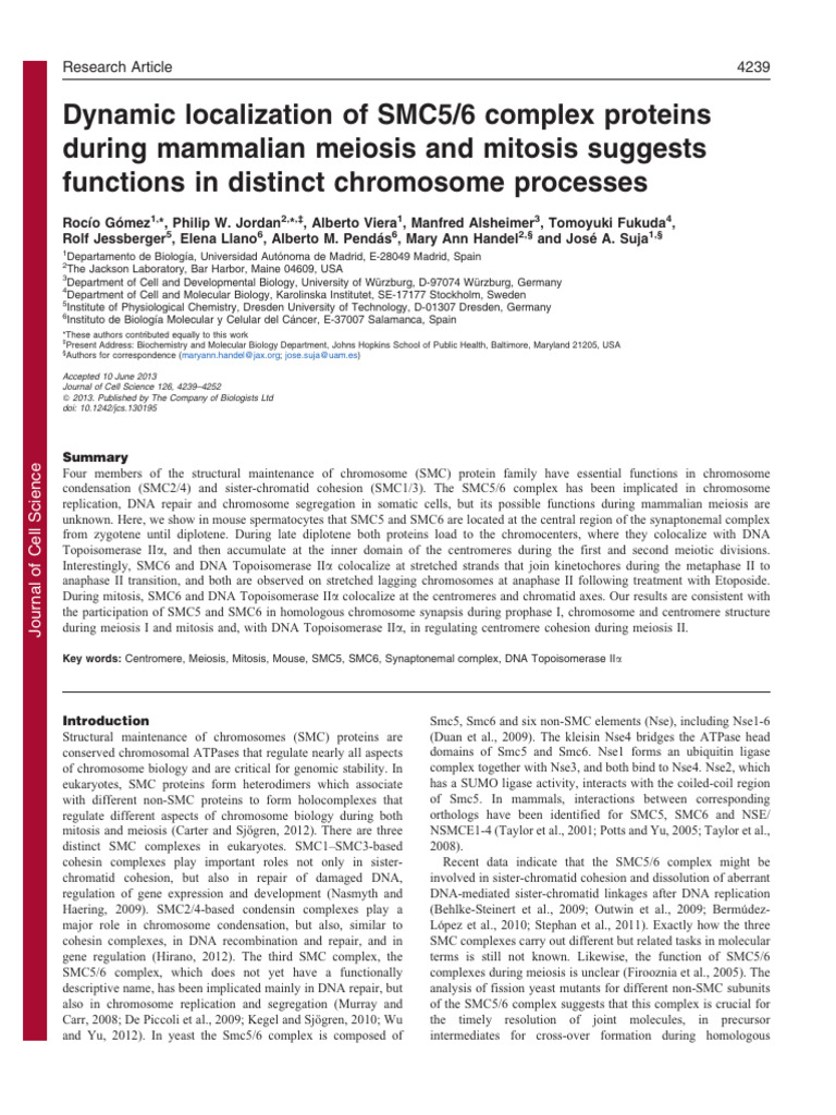Dynamic Localization of SMC5 6 Complex Proteins During Mammalian ...