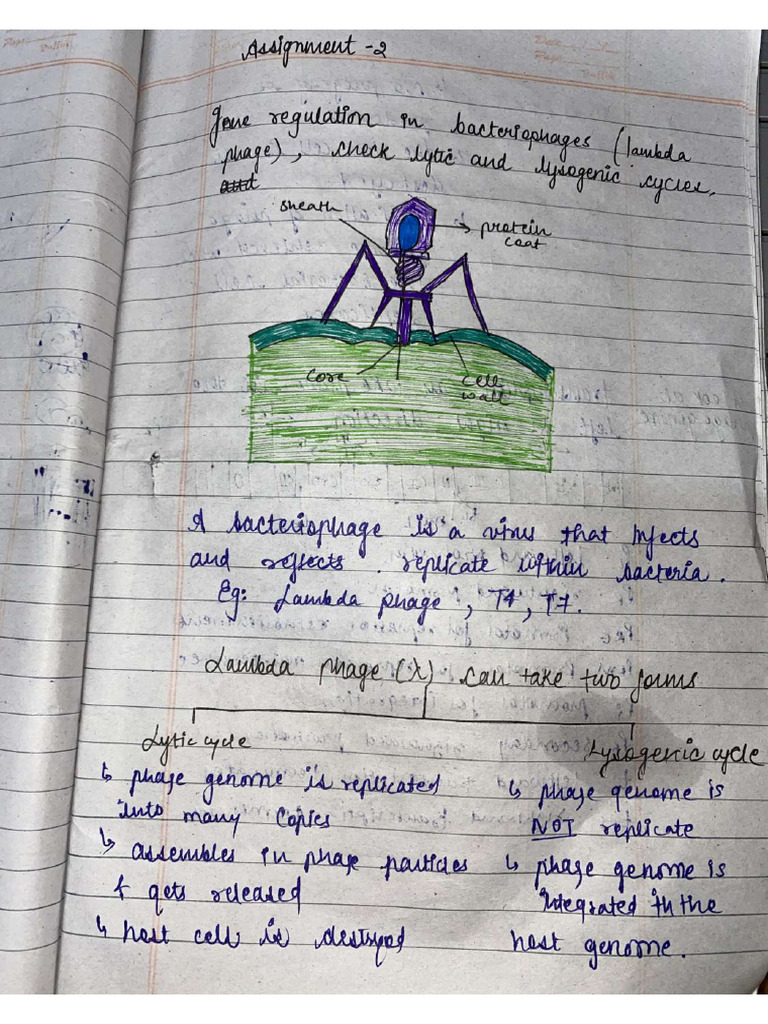 Assignment Mol Bio | PDF