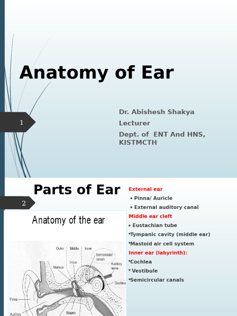Anatomy of Ear | PDF | Ear | Hearing