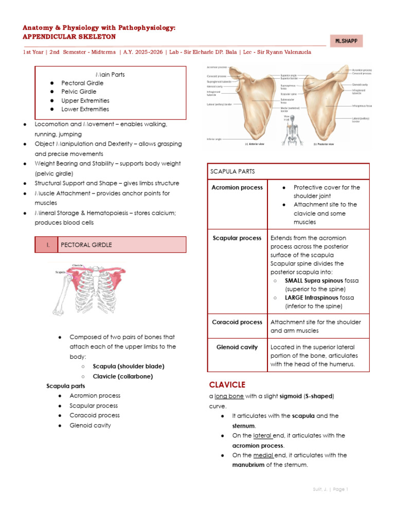 Appendicular Skeleton Lecture | PDF | Pelvis | Knee