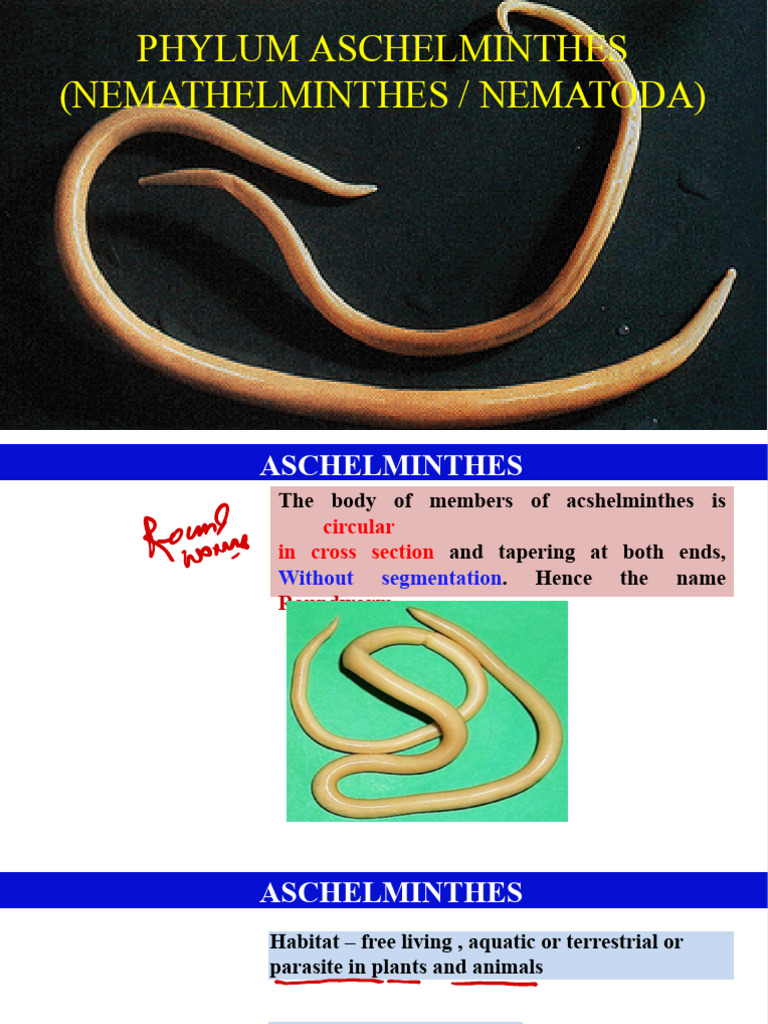 Phylum Aschelminthes | PDF | Nematode | Gastrointestinal Tract