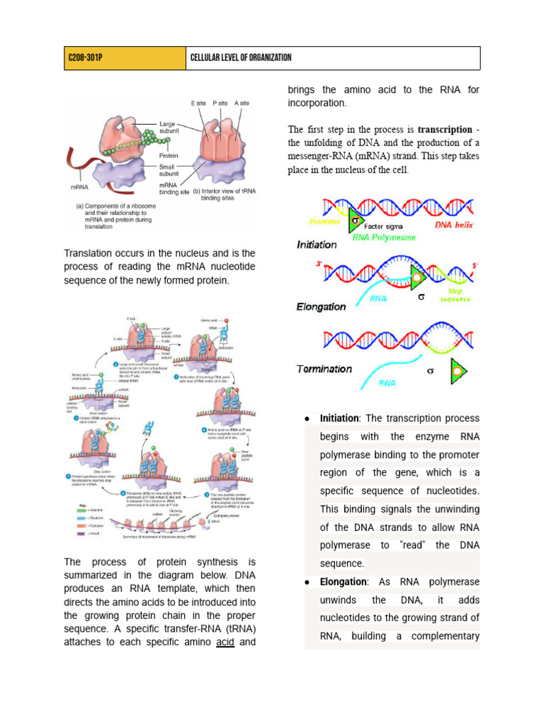 Cellular Level of Organization | PDF | Meiosis | Mitosis