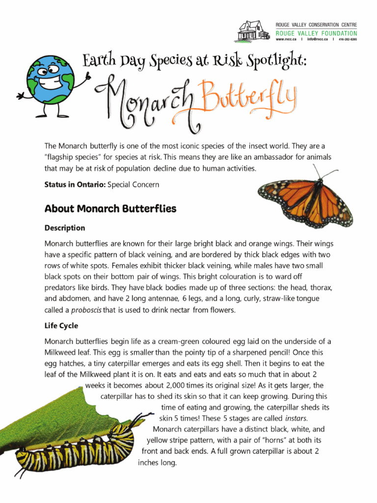 Monarch Butterfly Info and Activity | PDF