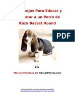 4 Consejos para Educar y Adiestrar A Un Perro de Raza Basset Hound