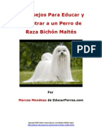 4 Consejos para Educar y Adiestrar A Un Perro de Raza Bichón Maltés