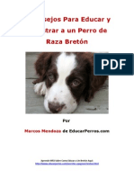 4 Consejos para Educar y Adiestrar A Un Perro de Raza Bretón