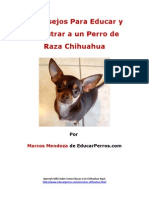 4 Consejos para Educar y Adiestrar A Un Perro de Raza Chihuahua