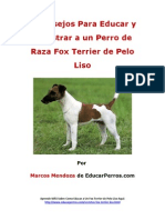 4 Consejos para Educar y Adiestrar A Un Perro de Raza Fox Terrier de Pelo Liso